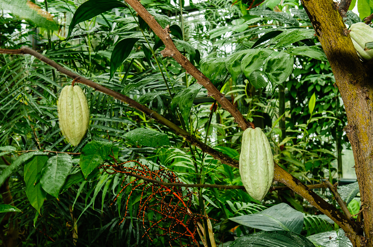 Kakaobaum - Theobroma cacao