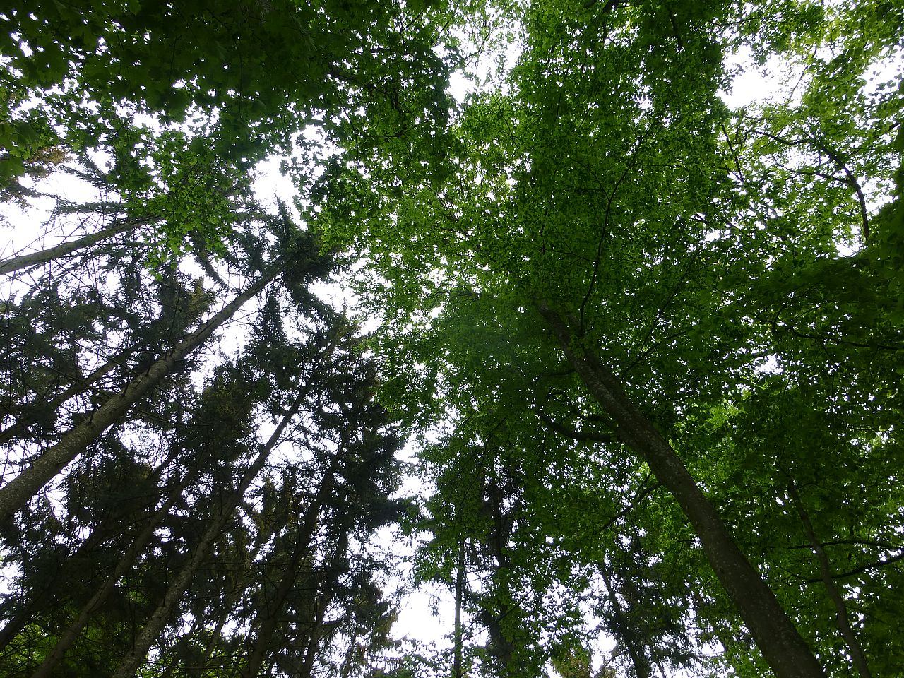 Lebensraum Wald