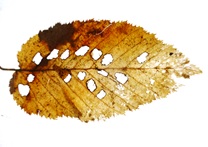 Laubblatt mit Fraßspuren Recycling in der Natur - Laubstreuzersetzung (Grundschule bis 7. Klasse)