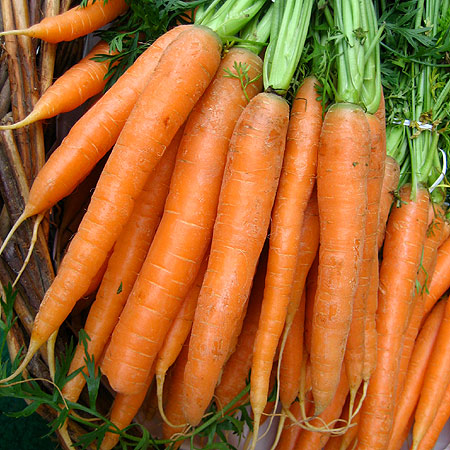 Wurzelgemüse: verdickte Wurzeln von Karotten
