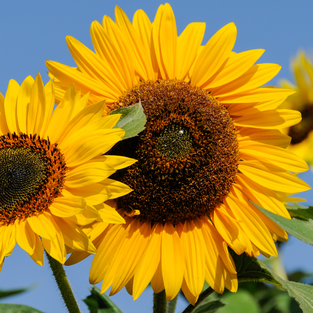 Blütenkopf einer Sonnenblume