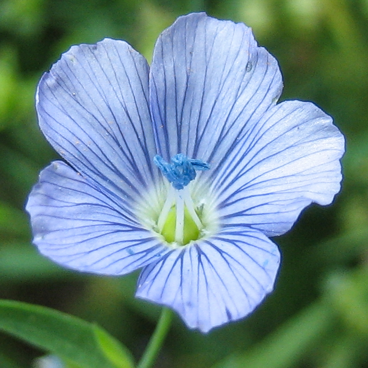 Blaue Blüte von Lein