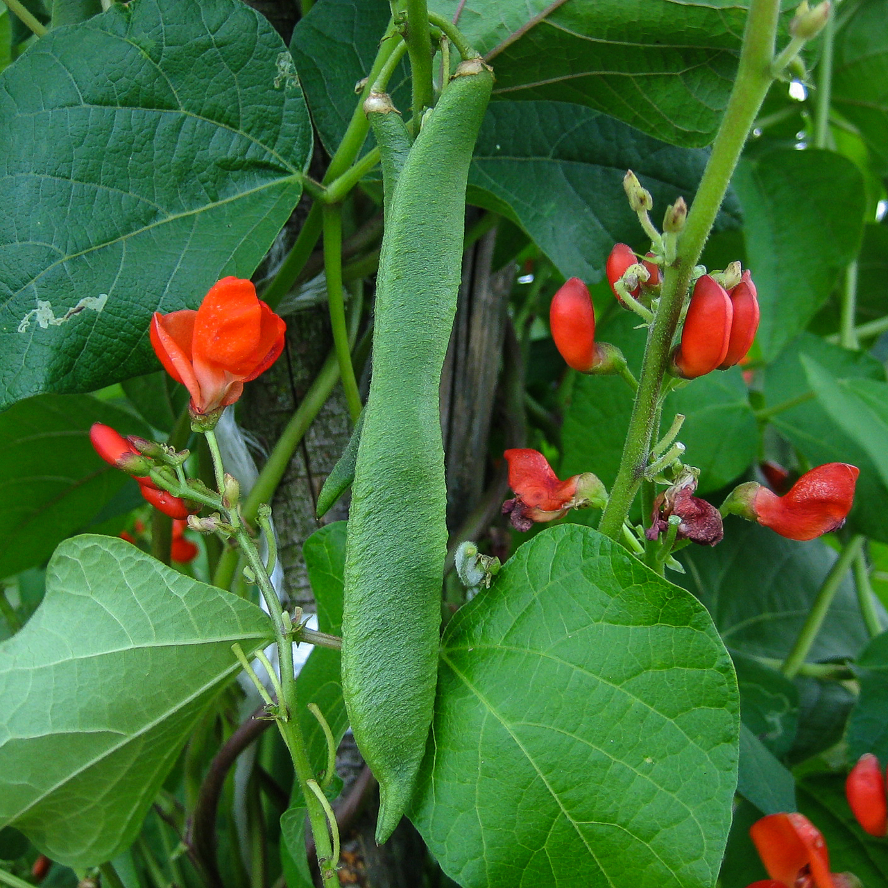 Rote Blüten und Frucht einer Feuerbohne