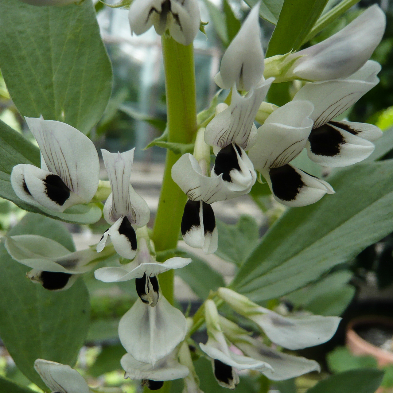 Blüten einer Ackerbohne