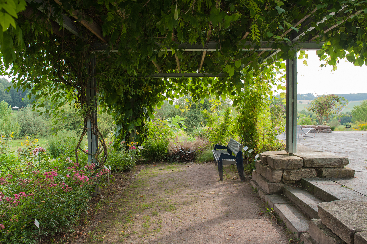 Blick auf Pergola mit Rankenpflanzen