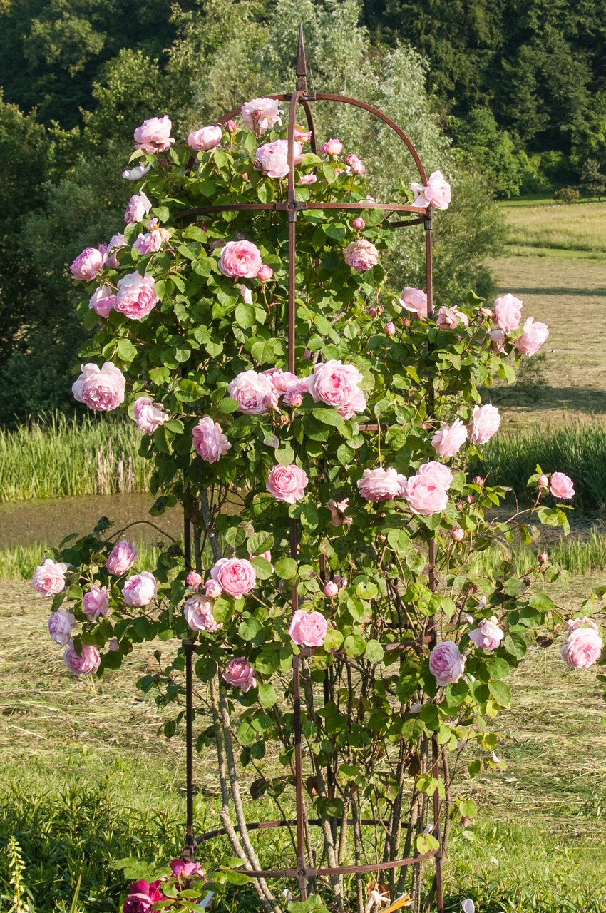 Kletterrose 'Constance Spry' mit großen rosafarbenen Blüten