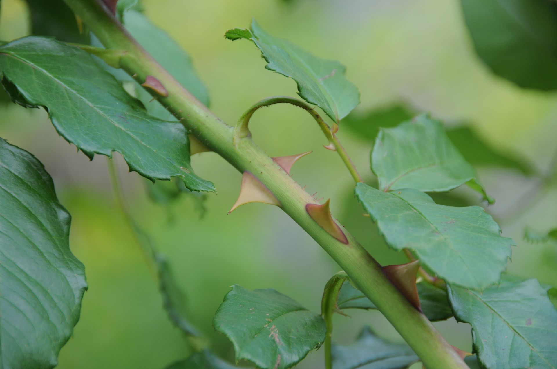 Stacheln einer Rose