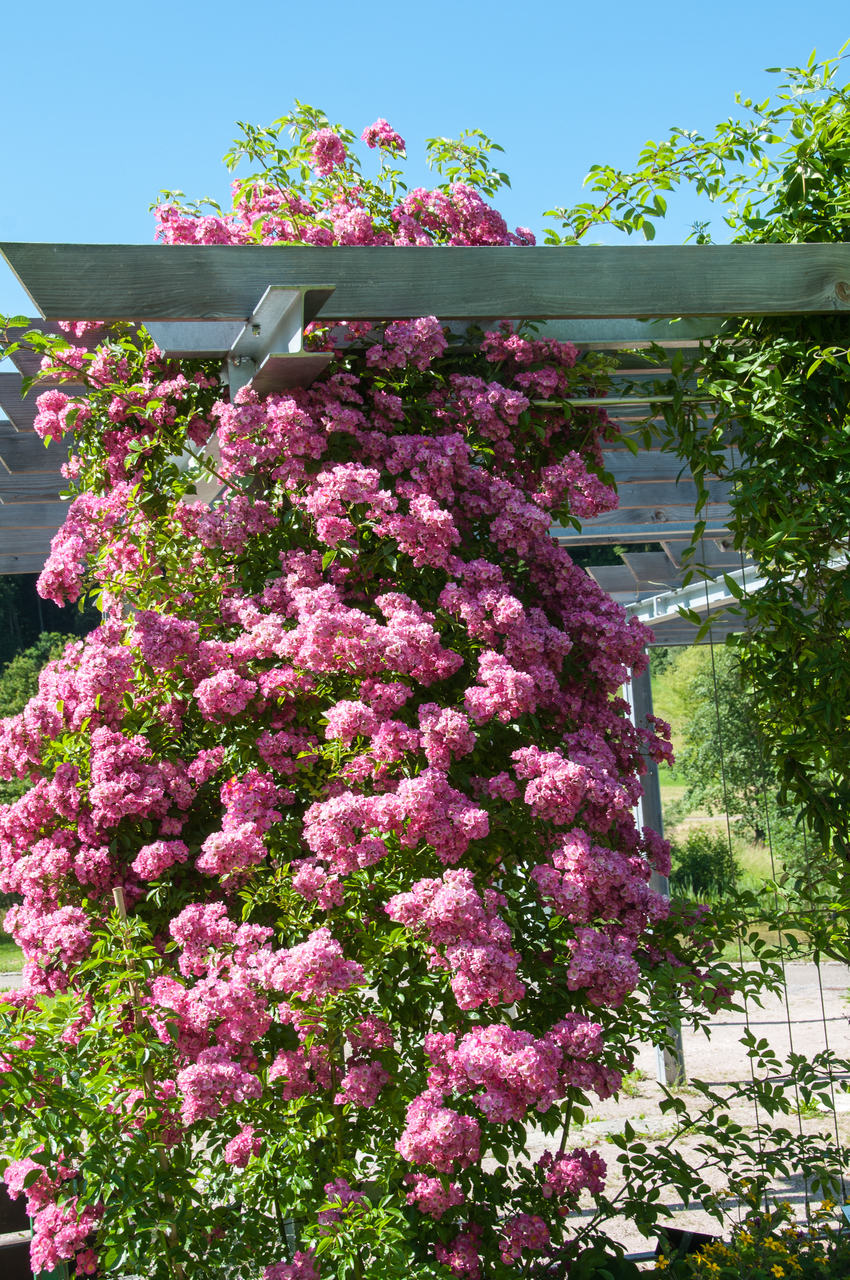 Kletterrose 'Maria Lisa' mit rosafarbenen, gefüllten Blüten