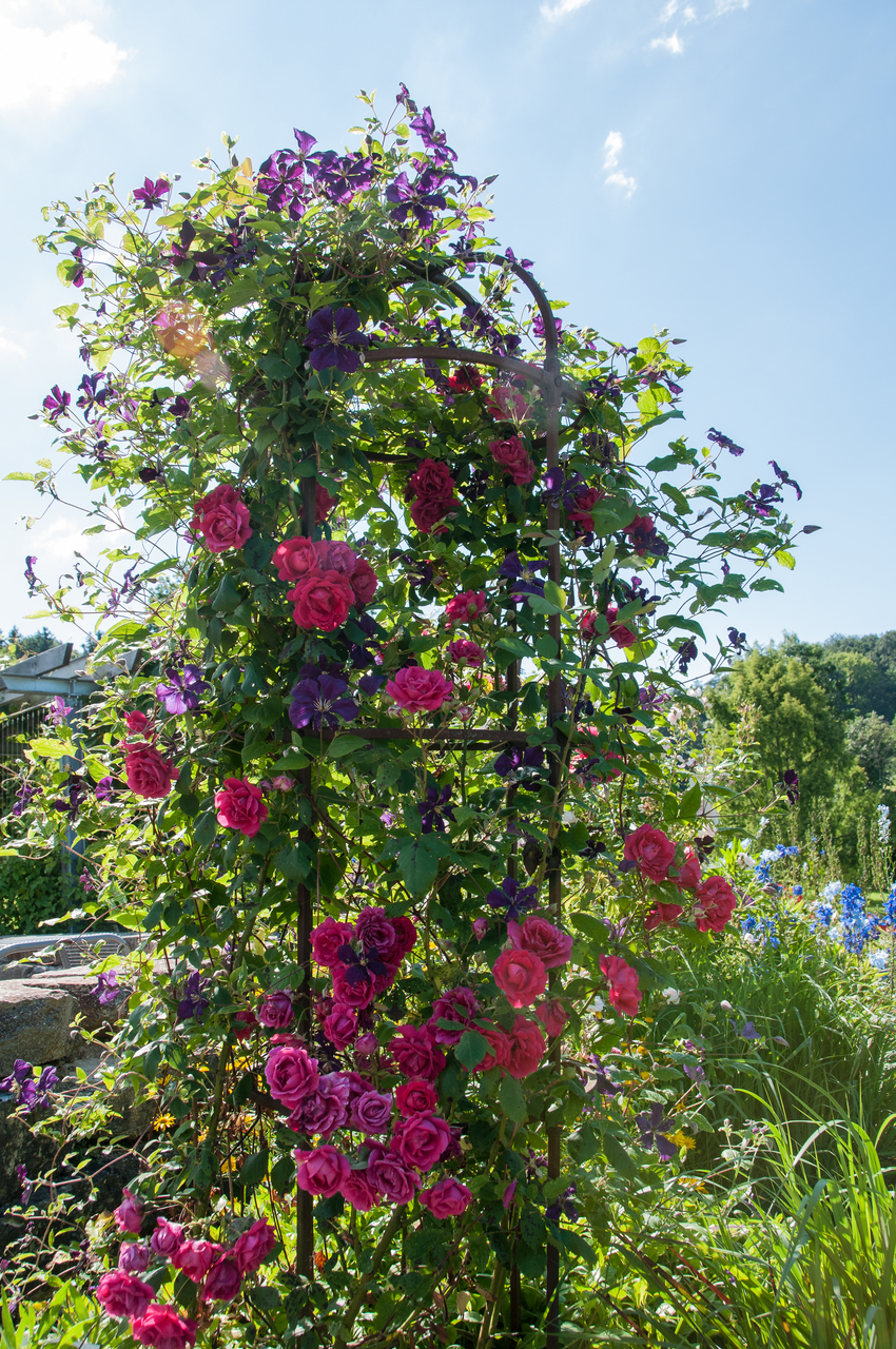 Kletterrose 'Paul's Scarlet Climber' mit roten Blüten