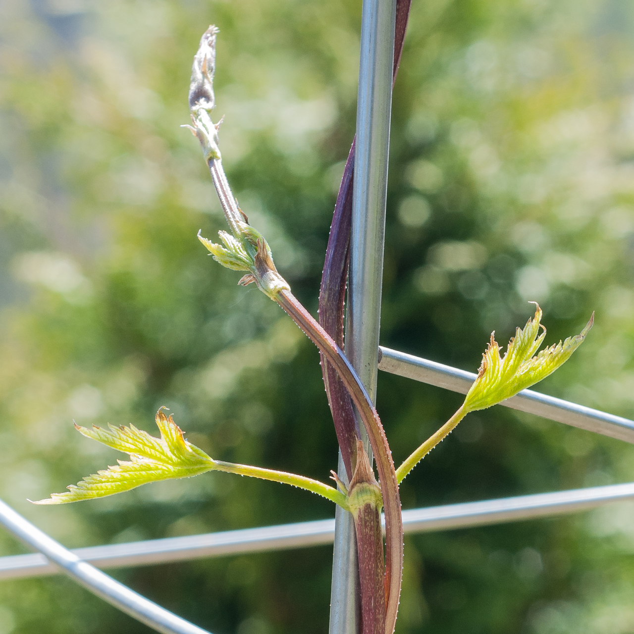 Rechtswindender Spross beim Hopfen