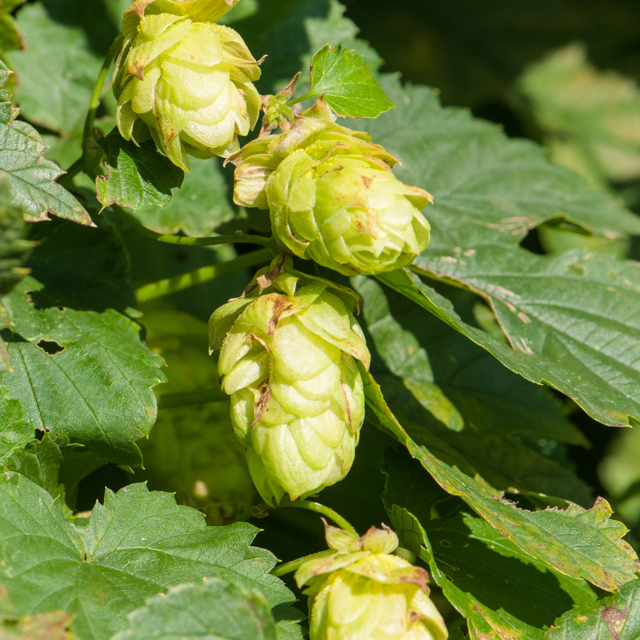 grünliche Blütenstände des Hopfens