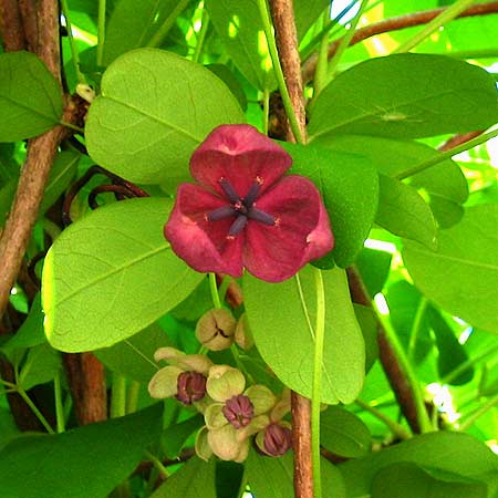Rote Blüte eines Blaugurkenweins (Akebia quinata)