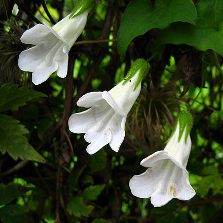 Weiße Blüten einer Gloxinienwinde