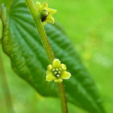 Kleine, gelblich-grüne Blüte einer Yamswurzel