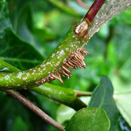 Haftwurzeln von Efeu (Hedera helix)