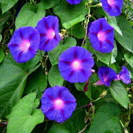 große d-blaue Blüten einer Prunkwinde (Ipomoea purpurea)