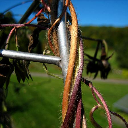 Linkswindender Spross einer Prunkwinde