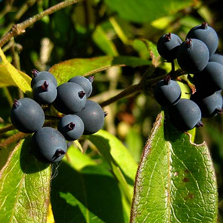 Blauschwarze kugelige Früchte eines Geißblattes