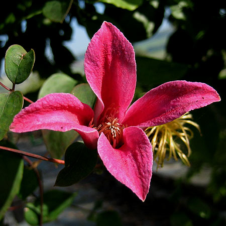 Rote Blüte einer Texas-Waldrebe