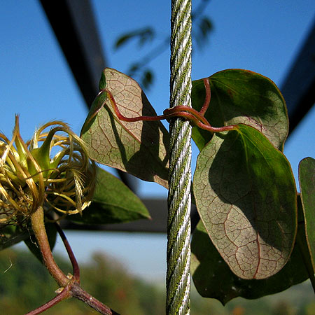 Blattstiel- und Rachisranke bei Clematis