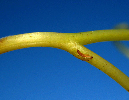 Schuppenblatt an einer Weinreben-Ranke