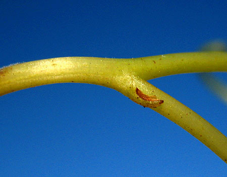 Schuppenblatt an einer Weinreben-Ranke Schuppenblatt an einer Weinreben-Ranke
