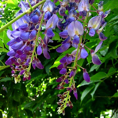helblaue, hängende Blütenstände von Blauregen (Wisteria sinensis)