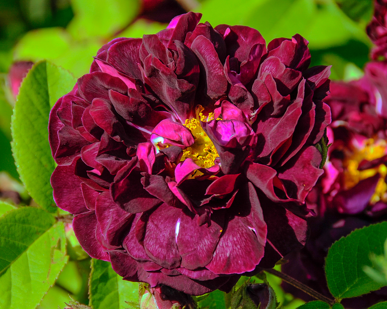 dunkelrote, gefüllte Blüte einer Gallica-Rose, Sorte 'Tuscany Superb'