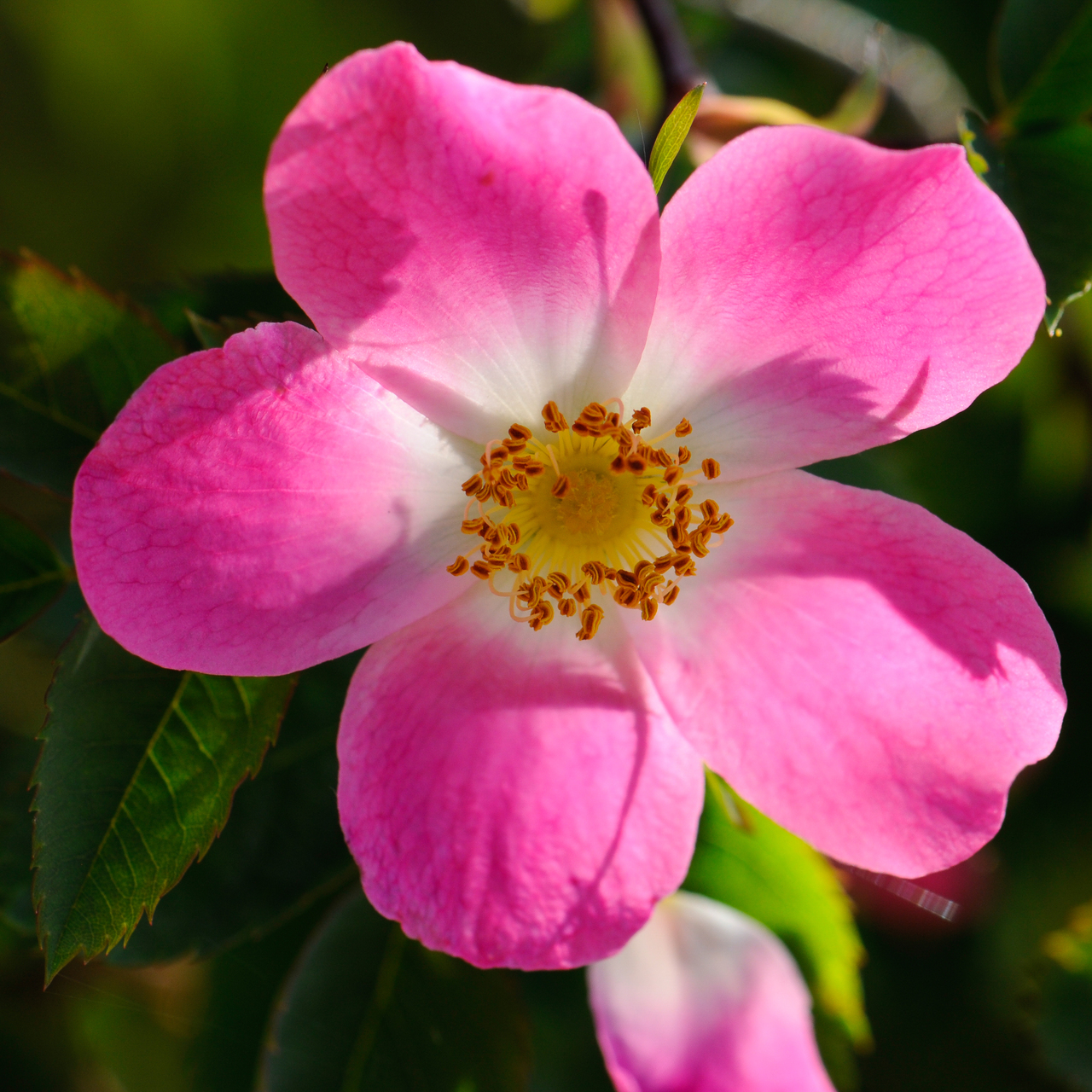 Rosafarbene Einzelblüte einer Apfel-Rose (Rosa villosa)