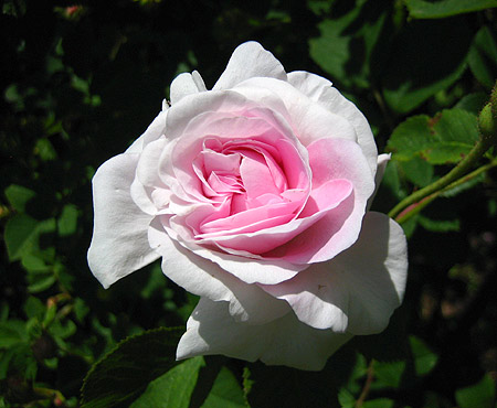 Rose - die Königin der Blumen stellt sich vor (1 Stunde)