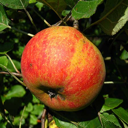Frucht eines Apfels, Sorte Boskoop