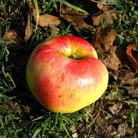Frucht eines Apfels, Sorte Brettacher