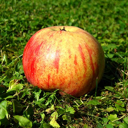 Frucht eines Apfels, Sorte Gewürzluiken