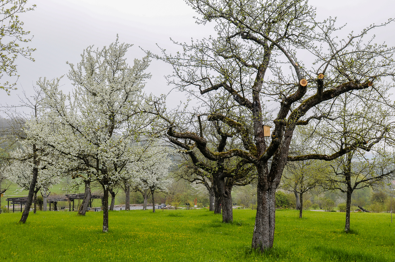 Streuobstwiese mit blühenden Apfelbäumen
