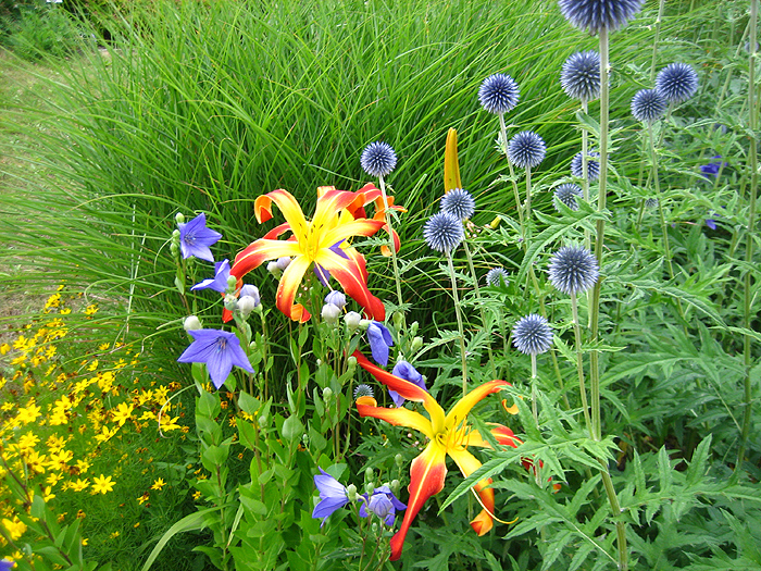 gelbrote Blüte der Tagliliensorte Long Tall Sally und blauer Blütenkopf einer Kugeldistel