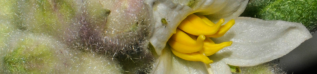 Solanum quitoense