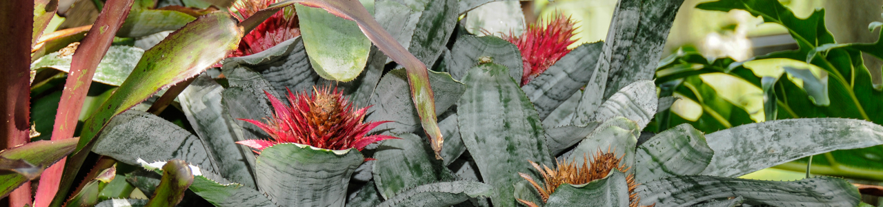 Aechmea fasciata