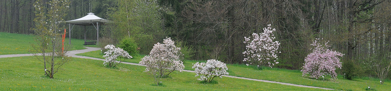 Blühende Bäume der Gehölzsammlung des Botanischen Gartens im Frühjahr.