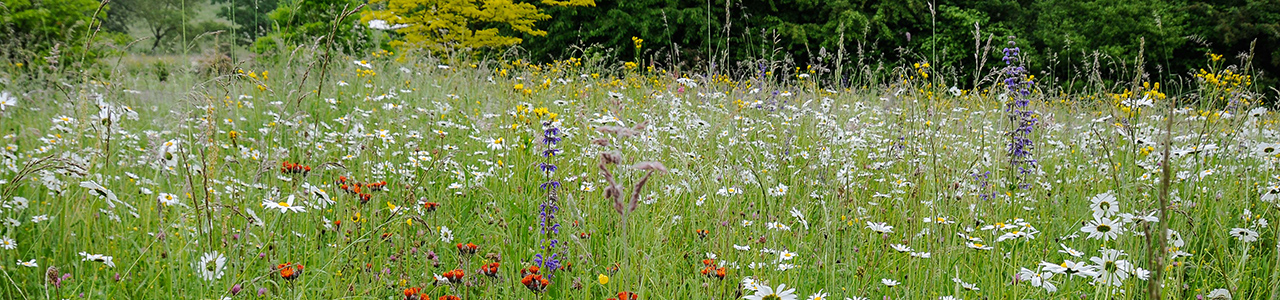 Artenreiche bunt blühende Blumenwiese. 