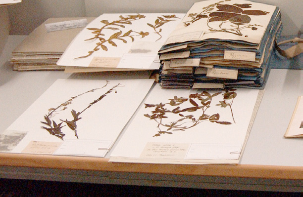 Tisch, auf dem die Sammlung vielfältiger gepresster, auf Papier gezogener und katalogisierte Pflanzenarten, liegt.