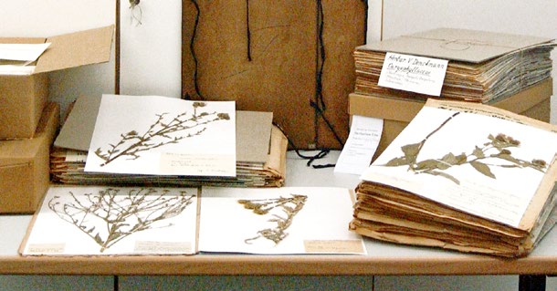 Tisch, auf dem die Sammlung vielfältiger gepresster, auf Papier gezogener und katalogisierte Pflanzenarten, liegt.. 