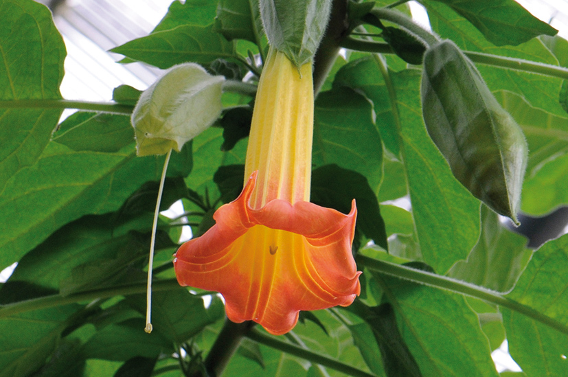 Brugmansia sanguinea