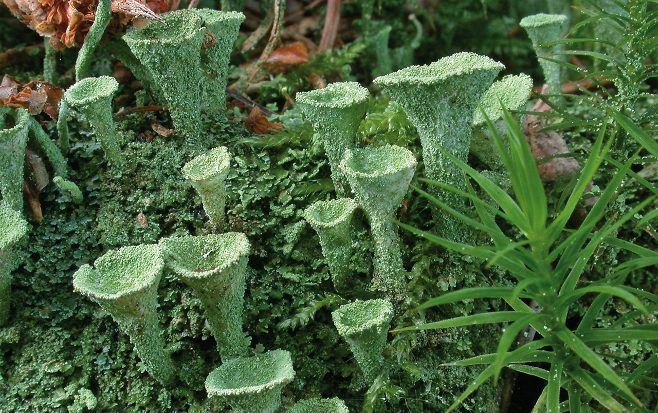 Cladonia pyxidata