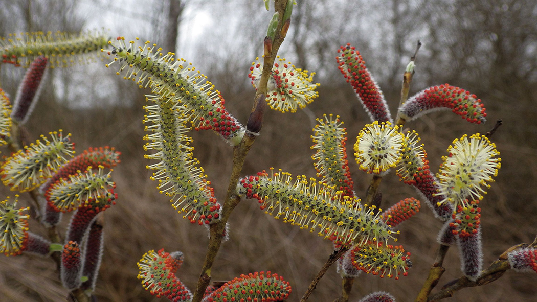 Salix purpurea