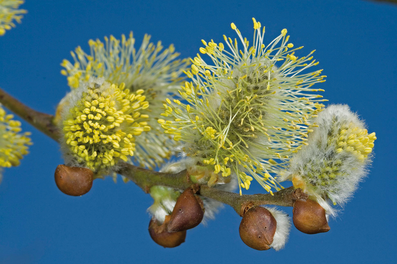 Salix caprea