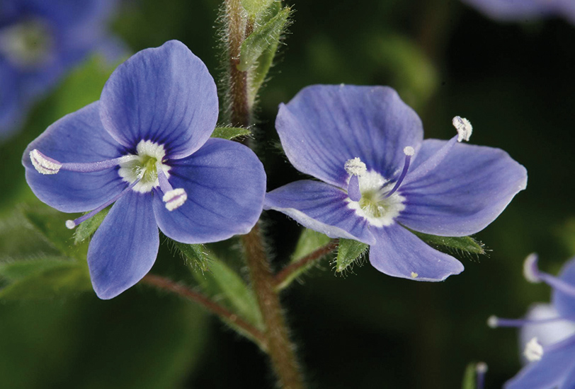 Veronica sp.