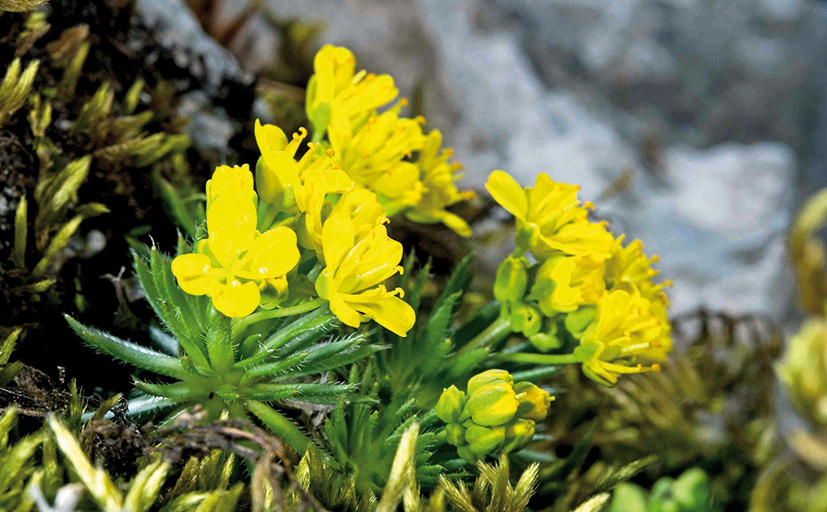Draba aizoides