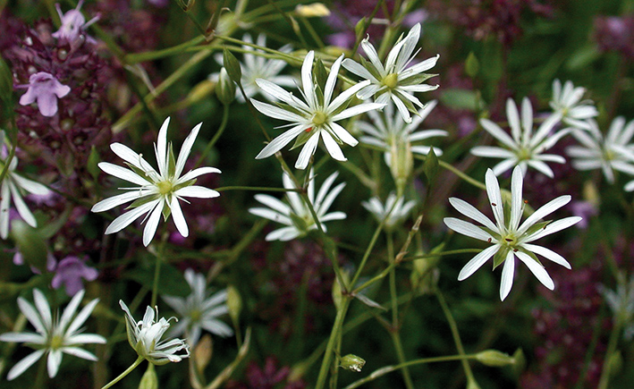 Stellaria graminea