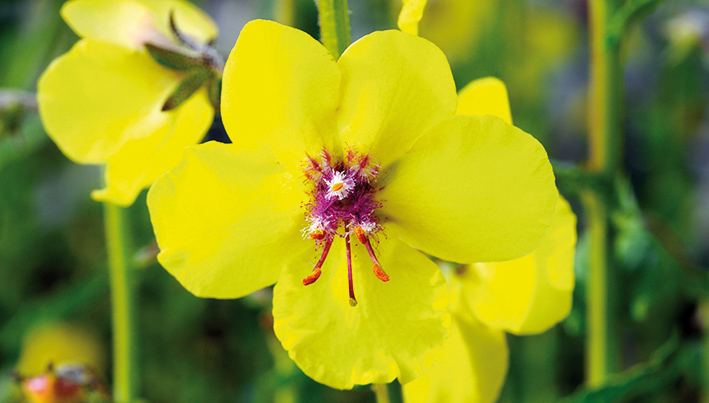 Verbascum blattaria