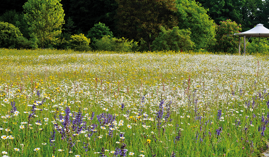Strahlend blühende Blumenwiese im Botanischen Garten der Universität Ulm. 